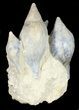 Giant Fossil Gastropod Cluster - France #38964-3